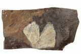 Fossil Ginkgo Leaf From North Dakota - Paleocene #189030-1